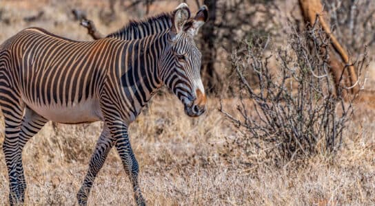 See rhino and Grevy's zebra at Mount Kenya's foot preview image