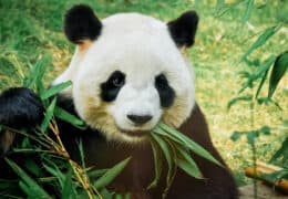 A Family Adventure in China