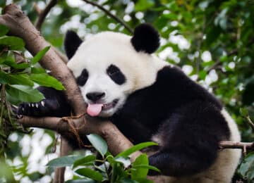 China thumbnail