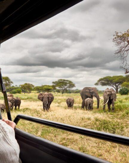 Our Ultimate Guide to the Best African Safari