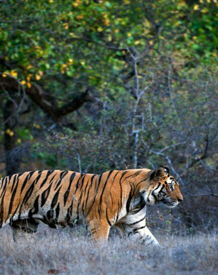 13 Best Destinations for Wildlife and Wilderness