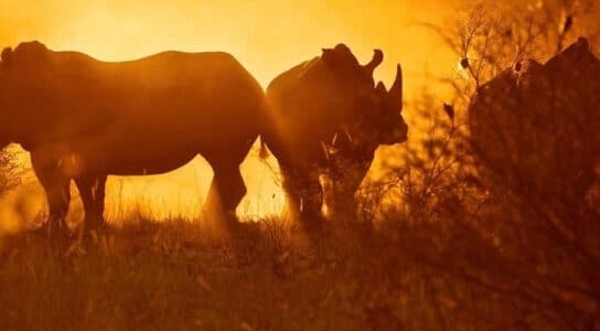 Seek the Big Five and six rare antelope species preview image