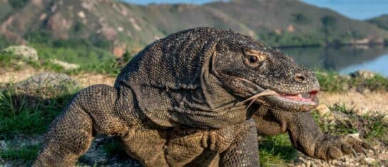 Close-up of a large Komodo dragon resting on a rocky shore with hilly terrain in the background.