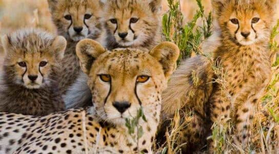 Photograph wildlife in Kenya preview image