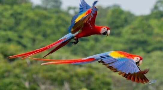 Wake to the calls of monkeys and macaws preview image