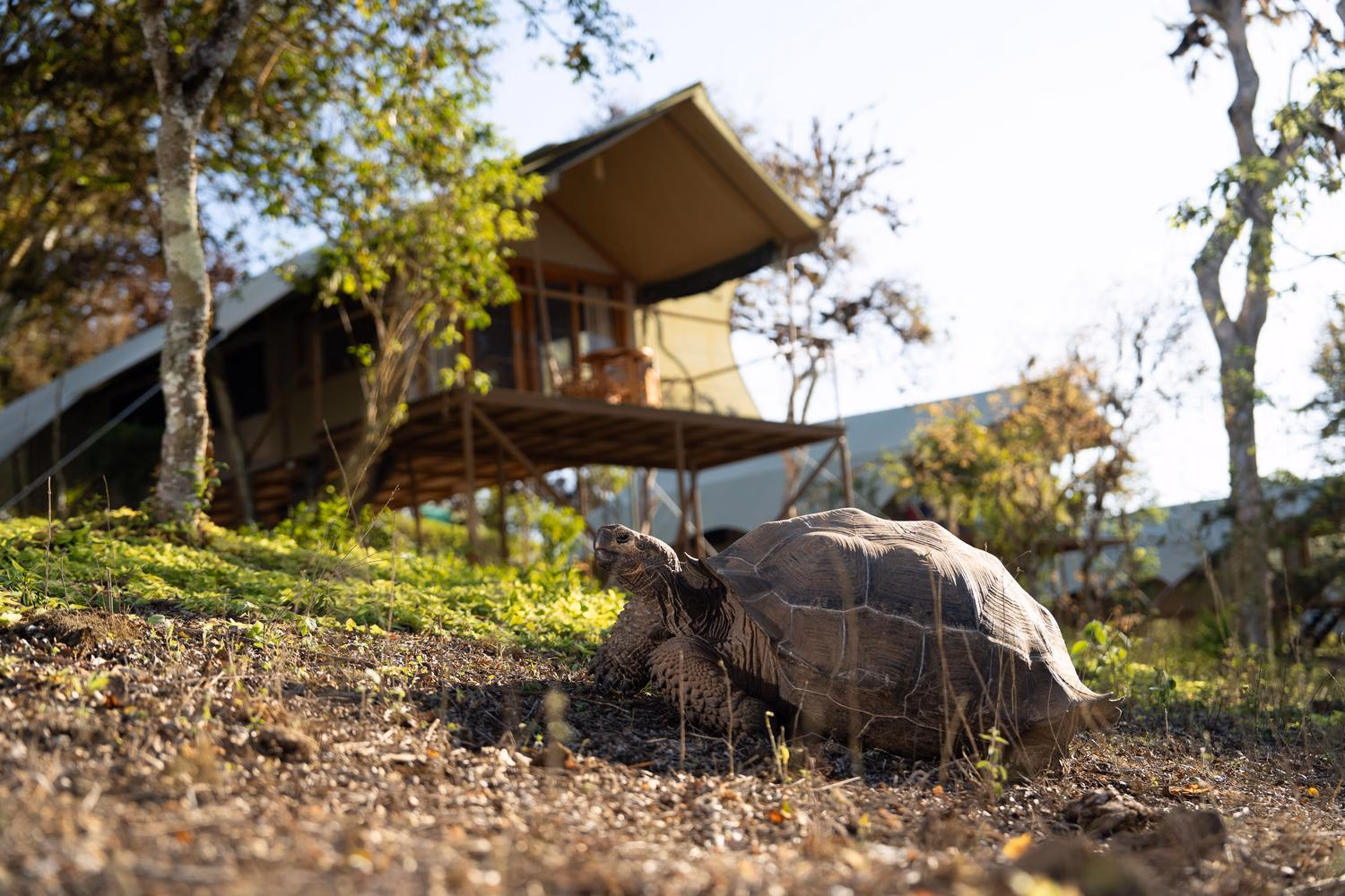 A giant tortoise walks on a grassy slope near trees with a wooden safari tent structure in the background.