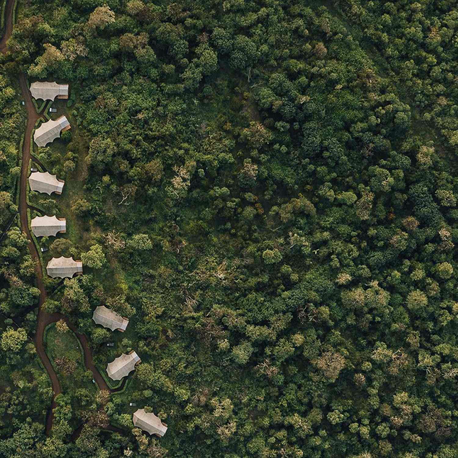 Aerial view of several canvas tents positioned along a path within a thick green forest.