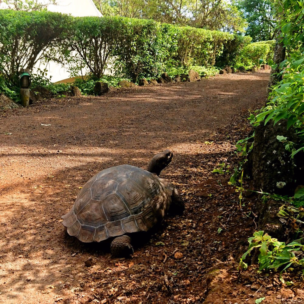 A close up of a tortoise.