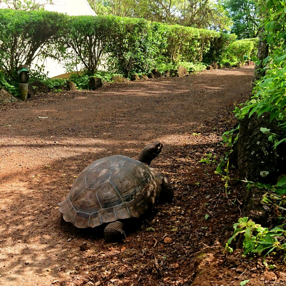 A close up of a tortoise.