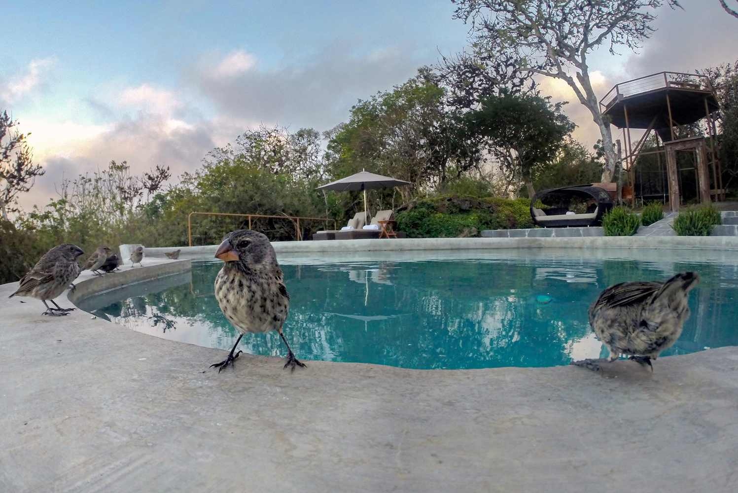 Several small grey finches gather along the concrete edge of a turquoise outdoor swimming pool surrounded by trees.