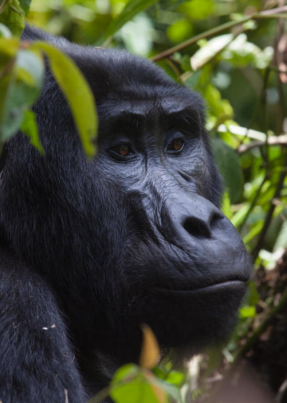 A mountain gorilla resting among green leaves in the forest near Clouds Lodge Uganda.