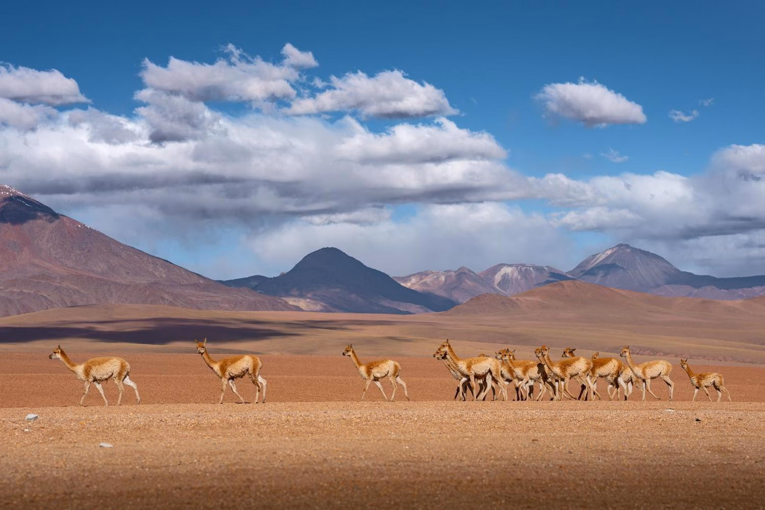 A line of vicunas walking across a flat dirt landscape with brown mountains and fluffy clouds in the background.