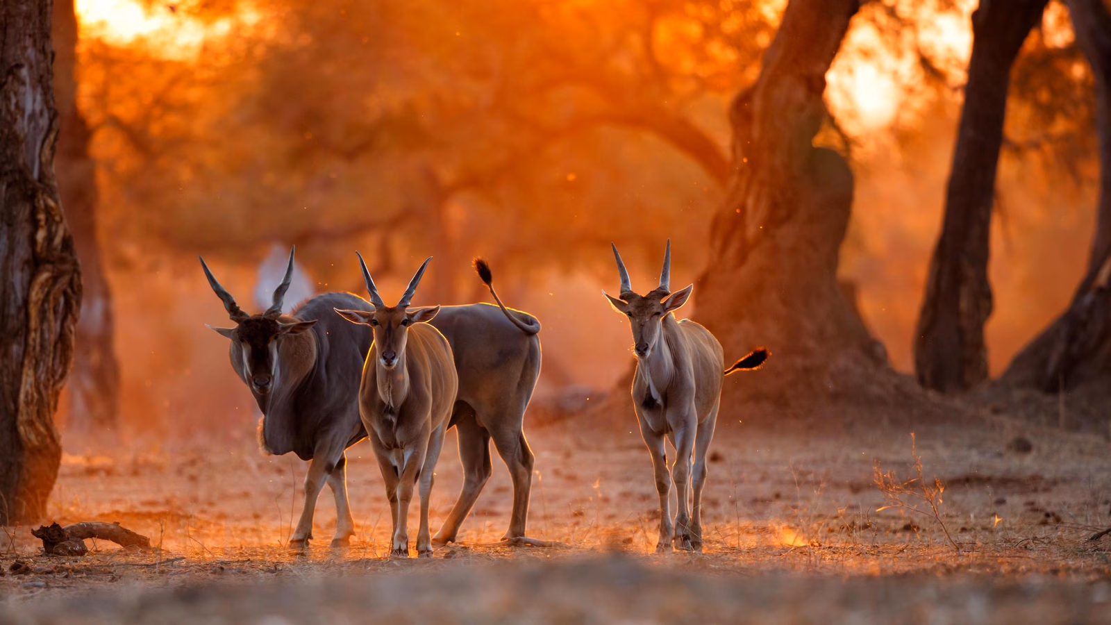 Antelope in Mana Pools national park, Zimbabwe