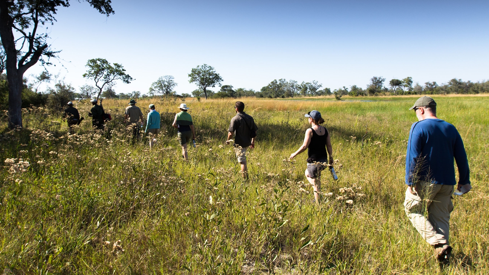 People walking in a line through long green grass