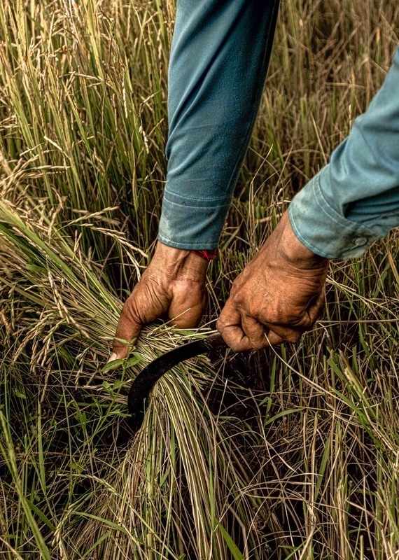 a man cutting rice crops at Zannier Phum Baitang