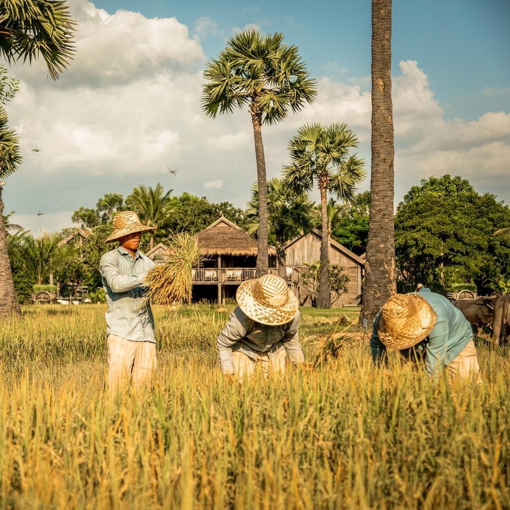 Men cultivating rice at Zannier Phum Baitang