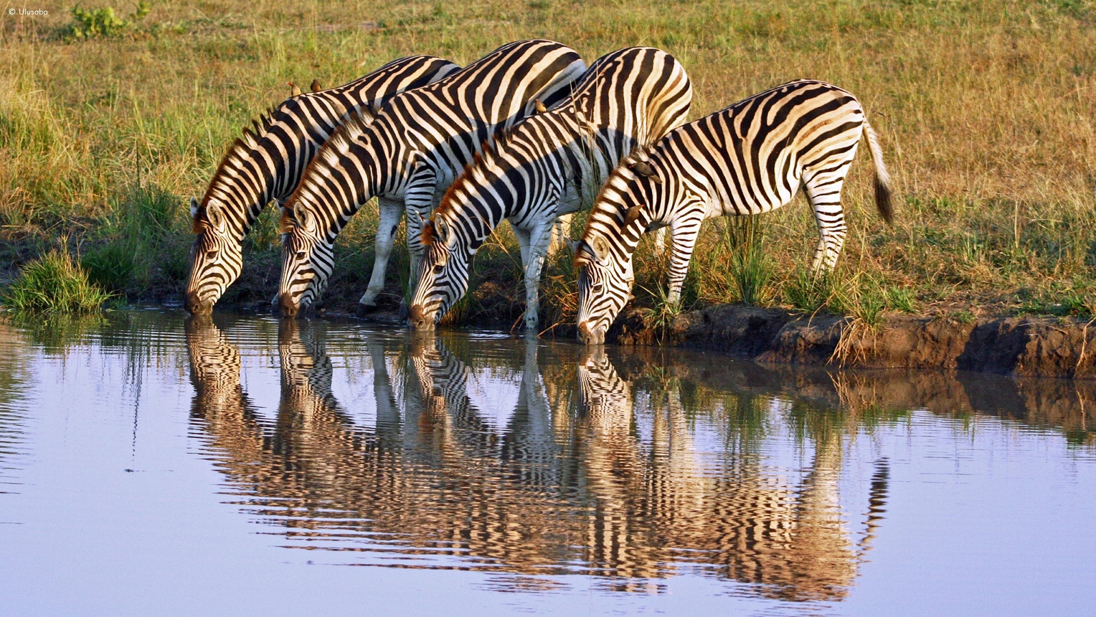 Four zebras with black and white stripes drinking from a pool of water in a grassy field at sunset.