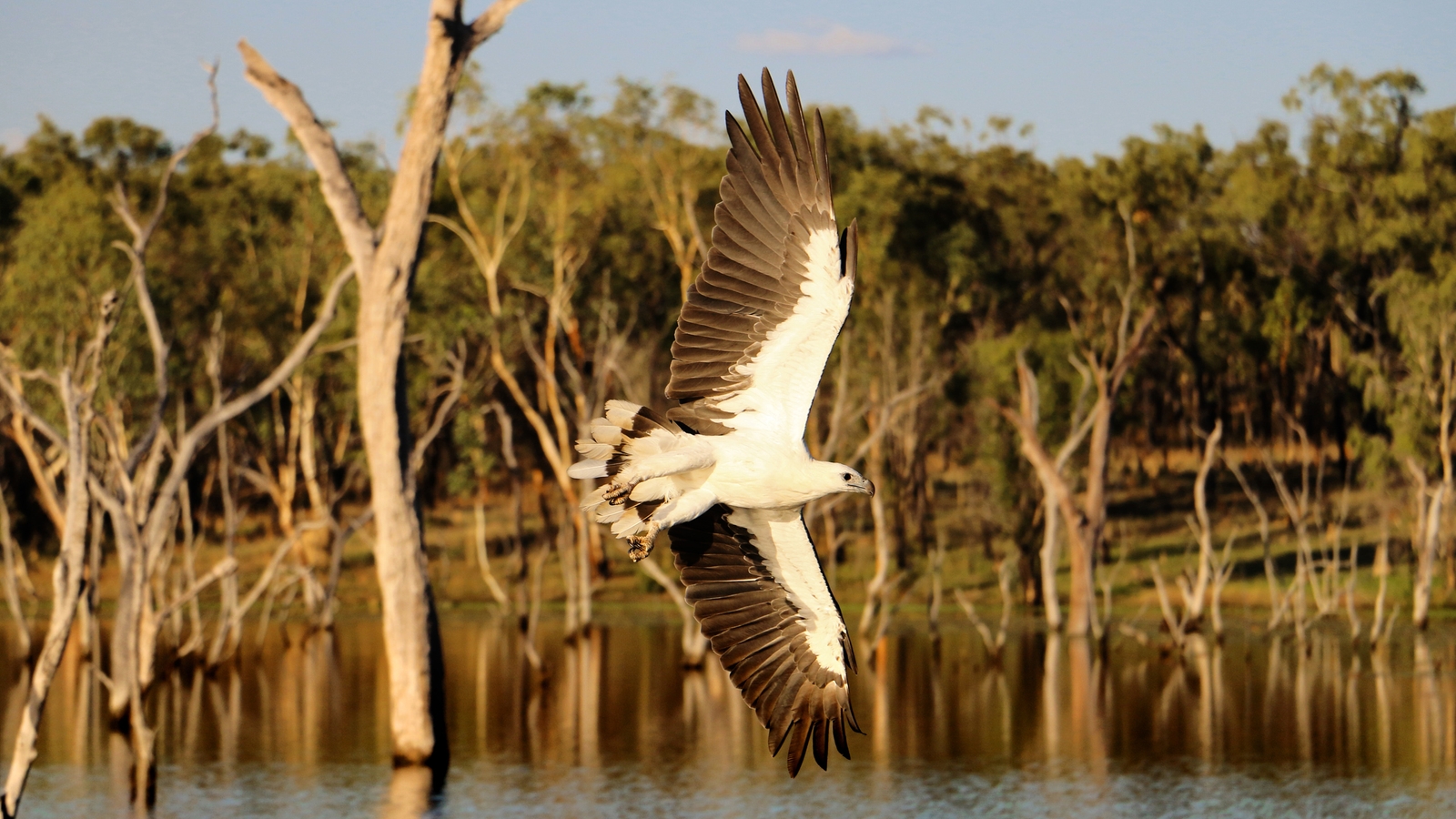 crystalbrook-lodge-bird