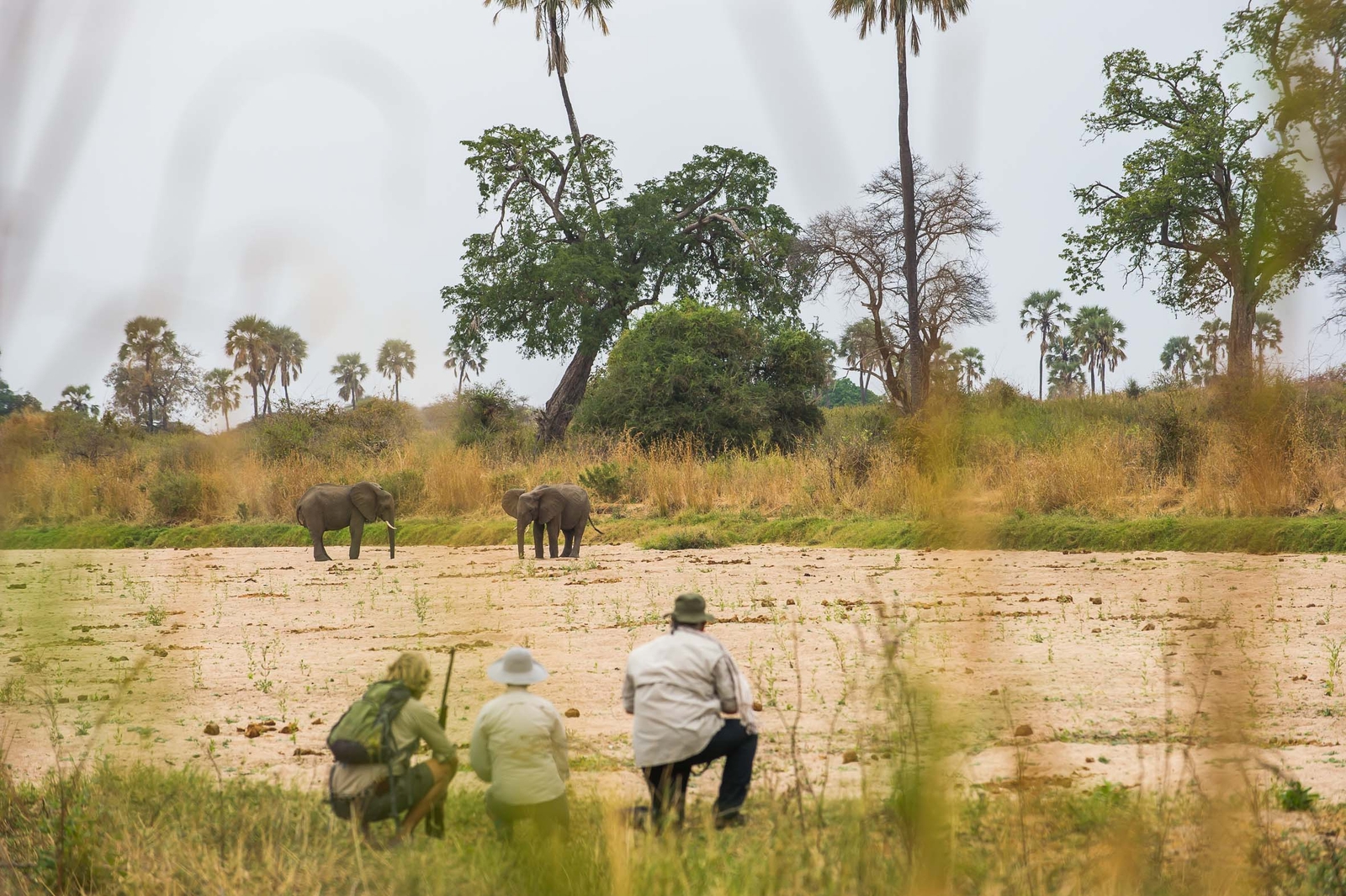 Kwihala Camp Walking Safari, Elephants