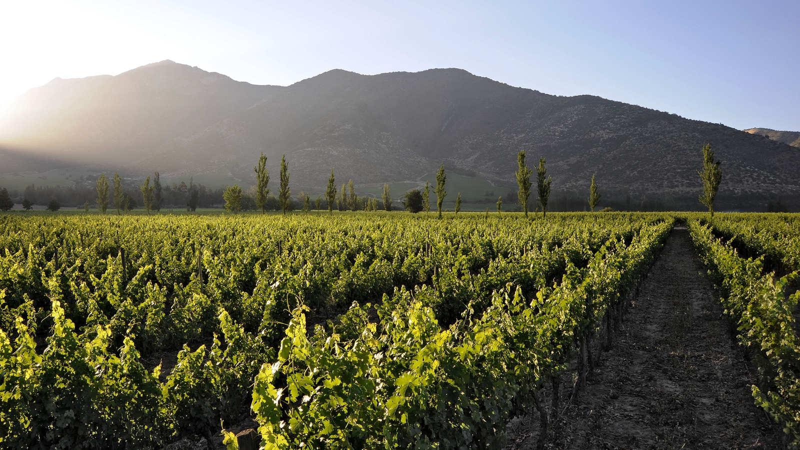The vineyards at Casa Real Hotel.