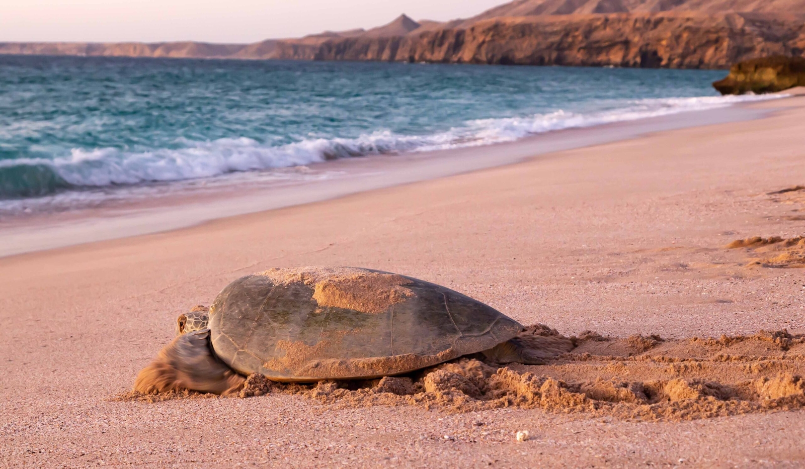 A large sea turtle is seen on a pinkish beach, moving away from the gentle turquoise ocean waves. Luxury Middle East vacations.