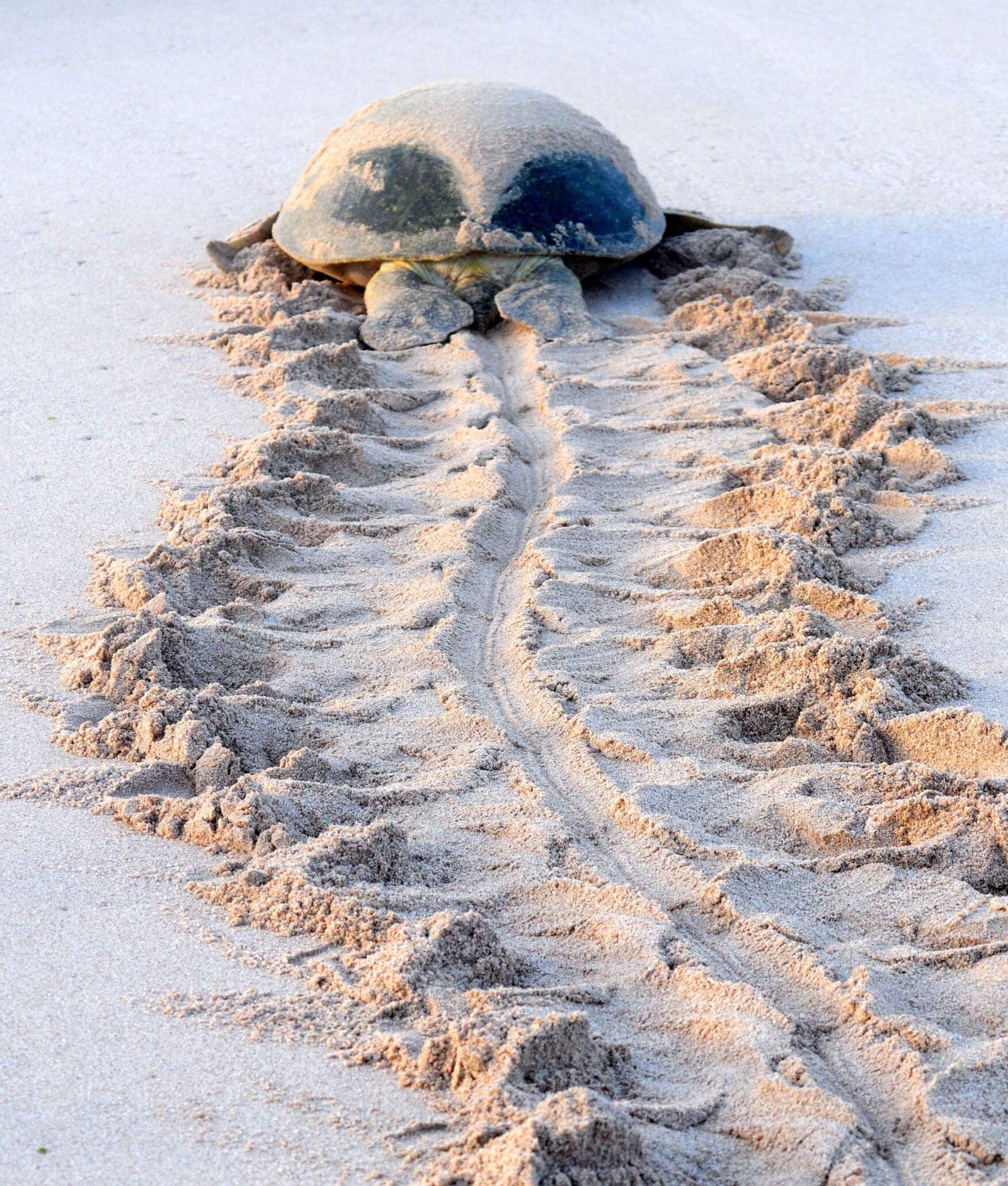 Large sea turtle crawling across a sandy beach, leaving deep tracks behind, perfect for luxury Oman trips.