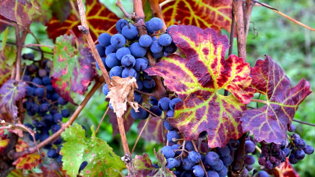 Food and wine