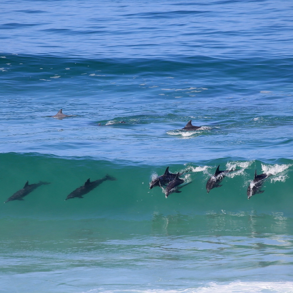 Dolphins in the sea near Lekkerwater Beach Lodge, South Africa