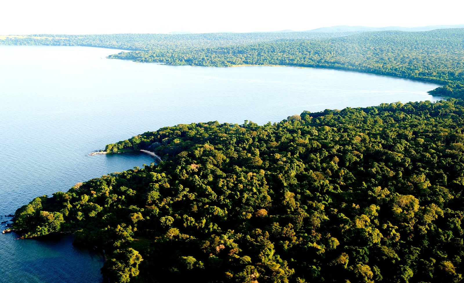 Aerial view of a dense forest meeting a calm blue lake.
