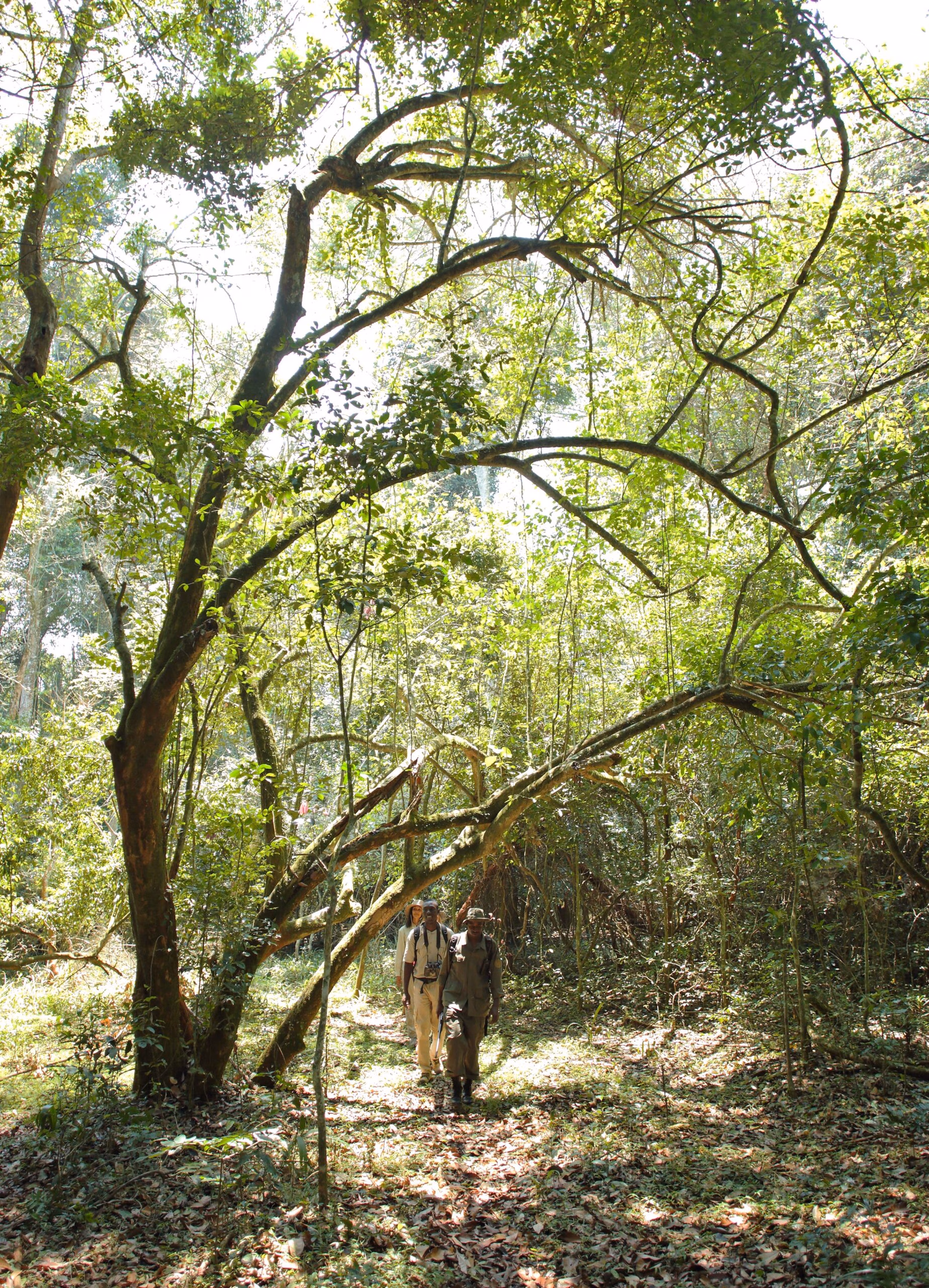 People walking on a forest path surrounded by green foliage and sunlight filtering through trees.