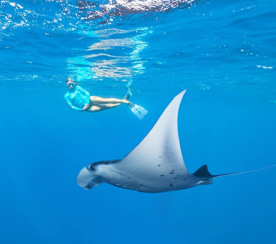 A person snorkelling beside a manta ray.