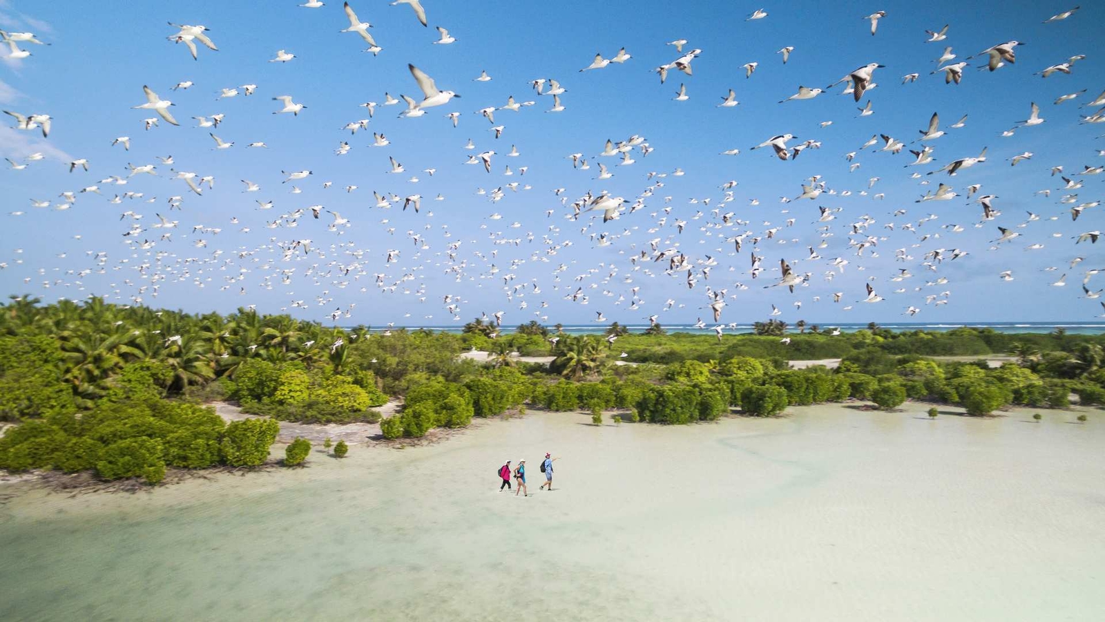 A group of people doing a nature walk on Bijoutier Island, as a flock of seabirds fly overhead.
