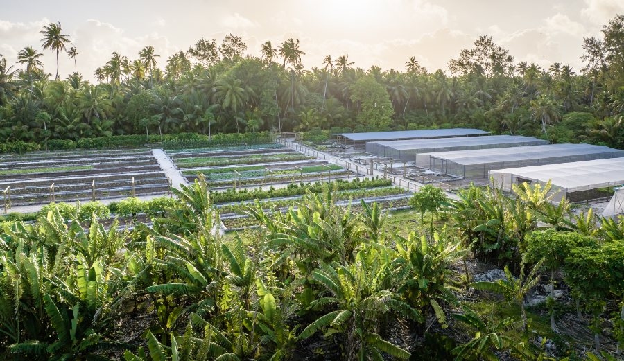 Alphone's organic farm as seen from above.