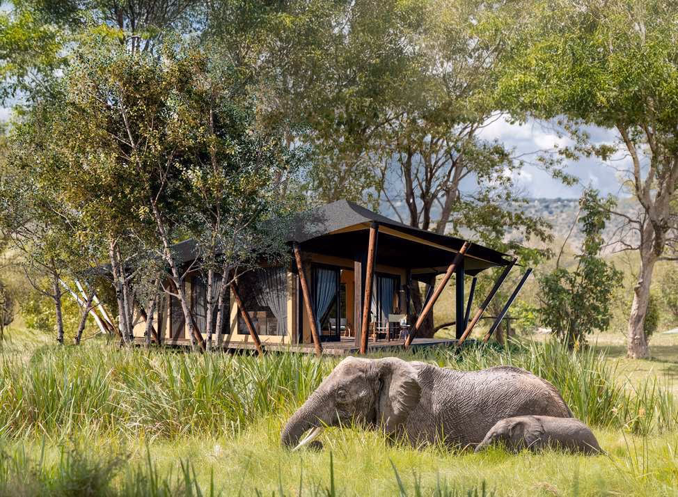 The exterior of a guest tent at Wilderness Mara with elephants in the foreground.