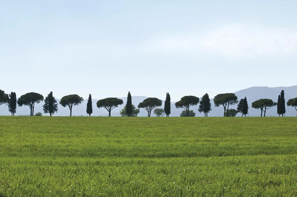 An avenue of trees at L’Andana Tenuta La Badiola.