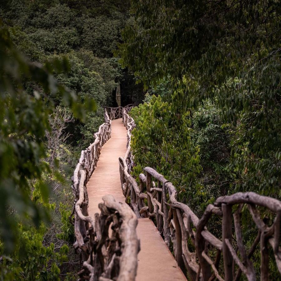 A wooden walkway at Sarara Treehouses surrounded by forest.