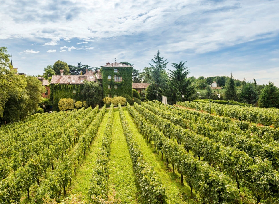 Green vineyard with rows of vines in the foreground and a historic villa in the background.