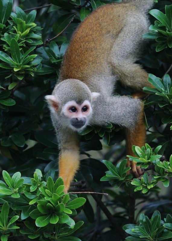 Casa Amazonas mono ardilla