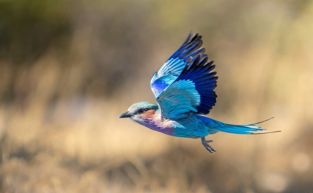 Birdwatching safaris