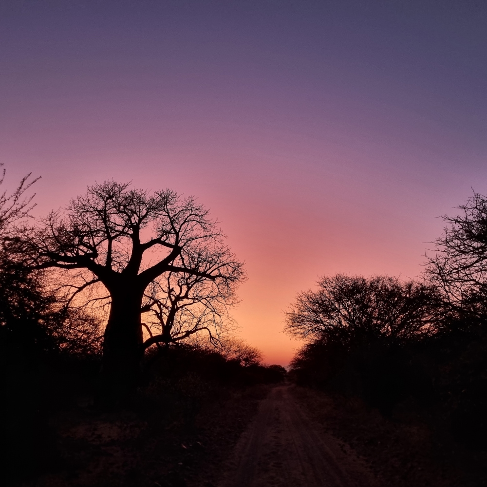 Outline of baobab and other trees against a purple, pink and orange sunset sky.