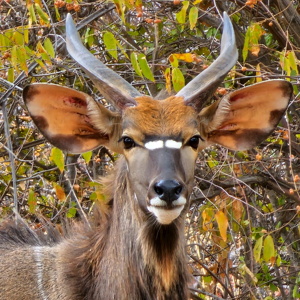 Close-up shot of an ungulate or antelope with horns and large ears.