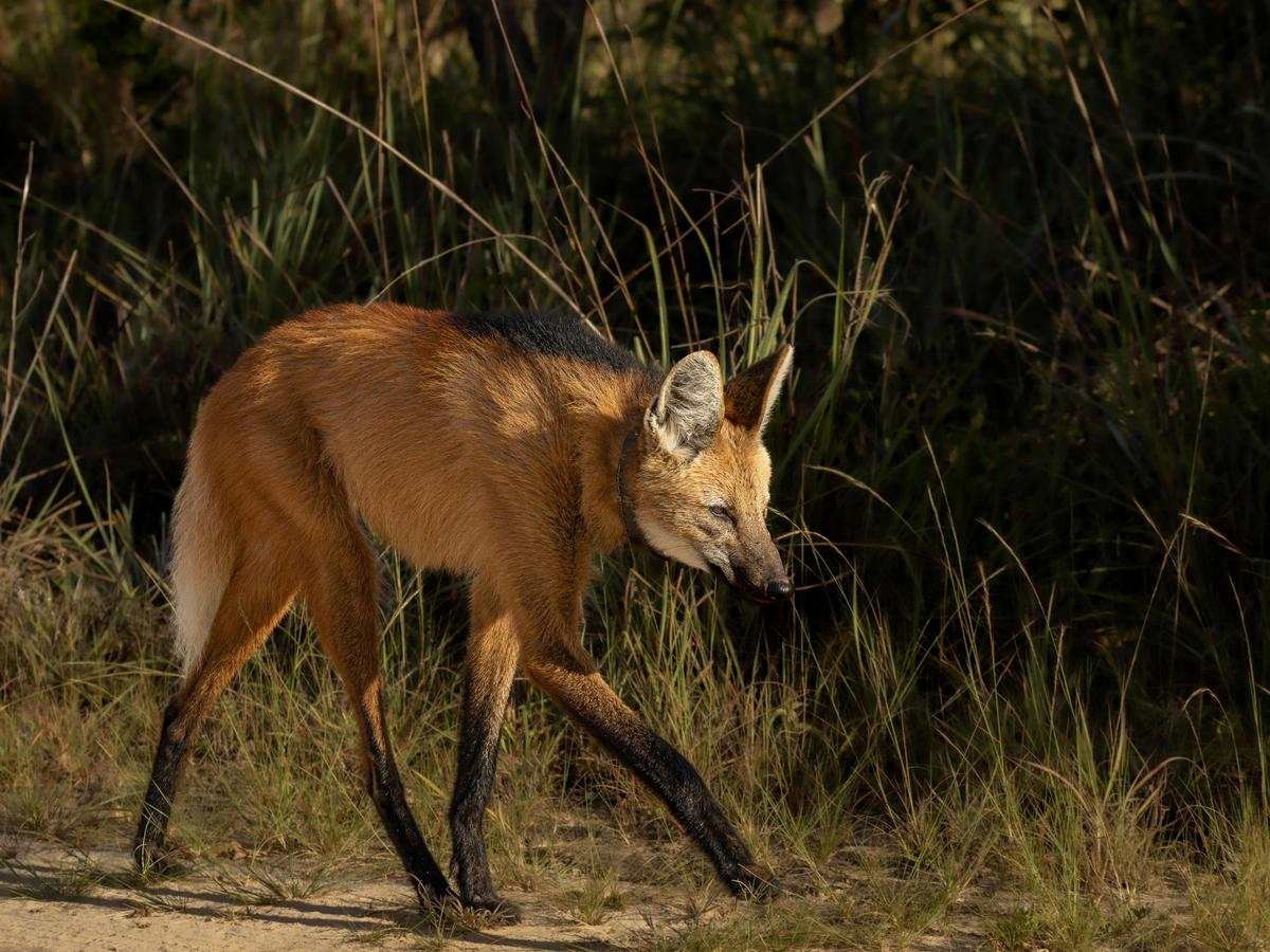 A lone maned wolf, with rusty orange fur with black feet, nose and back and long ears, walks through the savannah at night.