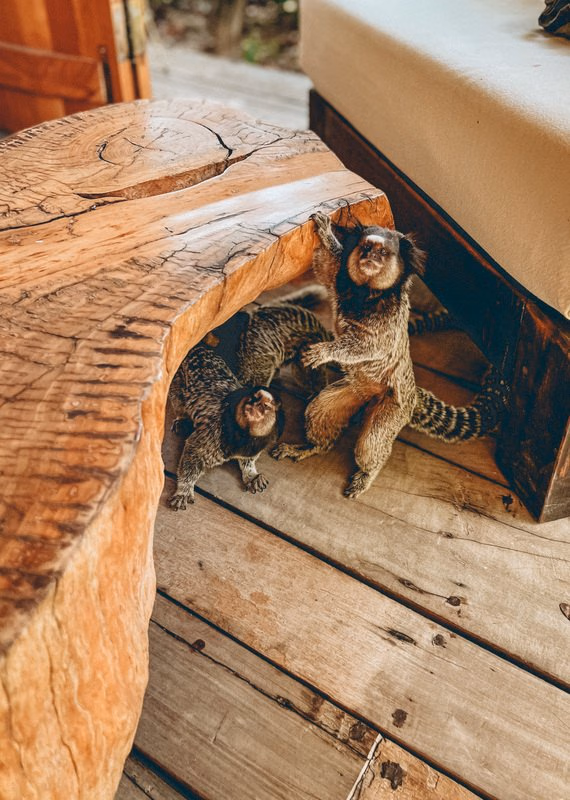 A curved wooden bench with two marmosets, one hiding underneath and the other standing up and holding on to the edge of the seat.