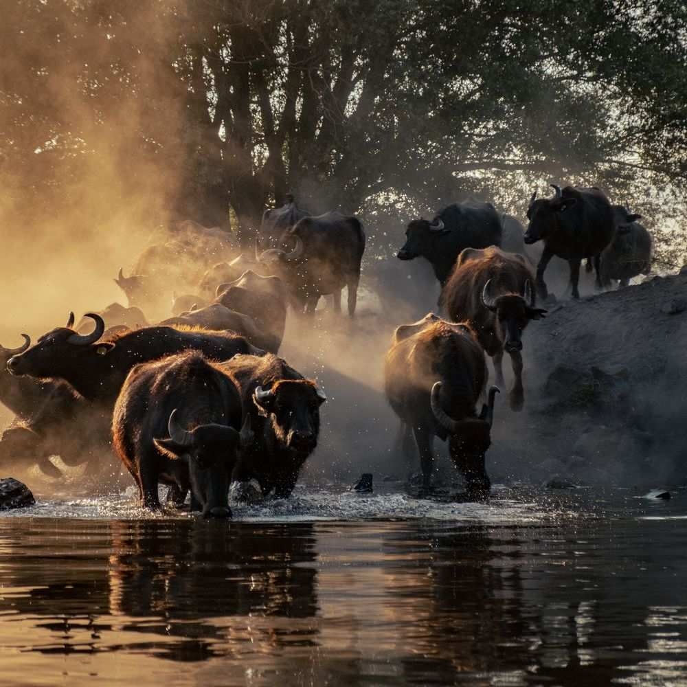 A herd of Cape buffalo wading through shallow water at golden hour in Botswana