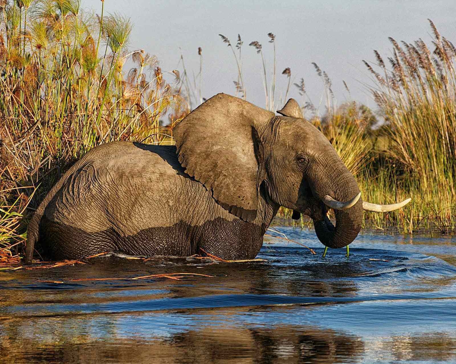 An African elephant wading belly-deep in blue water bordered by tall reeds in the Okavango Delta, Botswana.