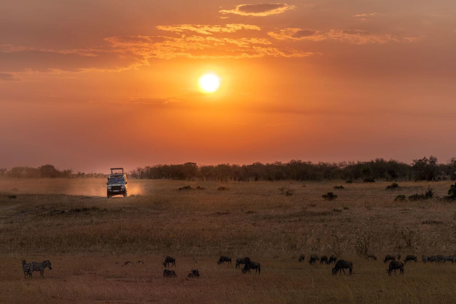 A safari vehicle driving across a dry, grassy savannah, with a zebra and several wildebeest grazing in the foreground under a sunset sky in Botswana.