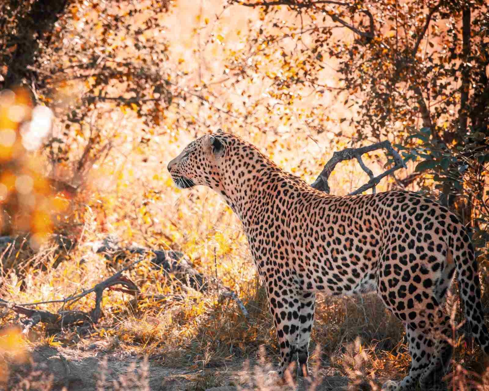 A leopard standing in dry brush and grass in the Okavango Delta, Botswana, set against a backdrop of golden foliage.