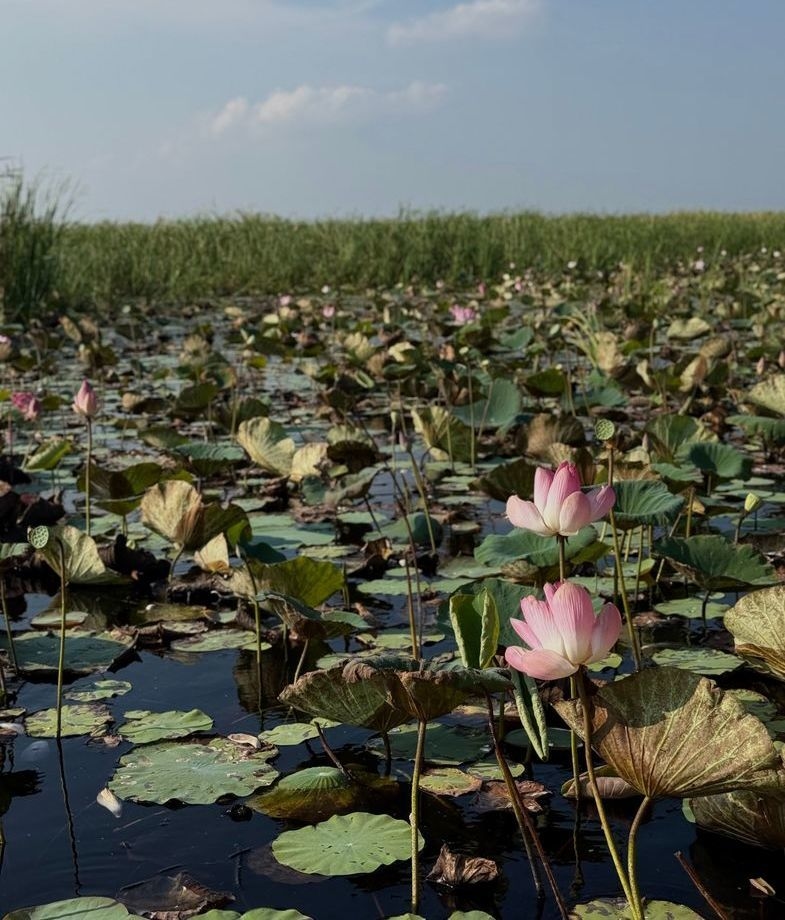 Pink water lilies blooming among green lily pads in a calm waterway of the Okavango Delta