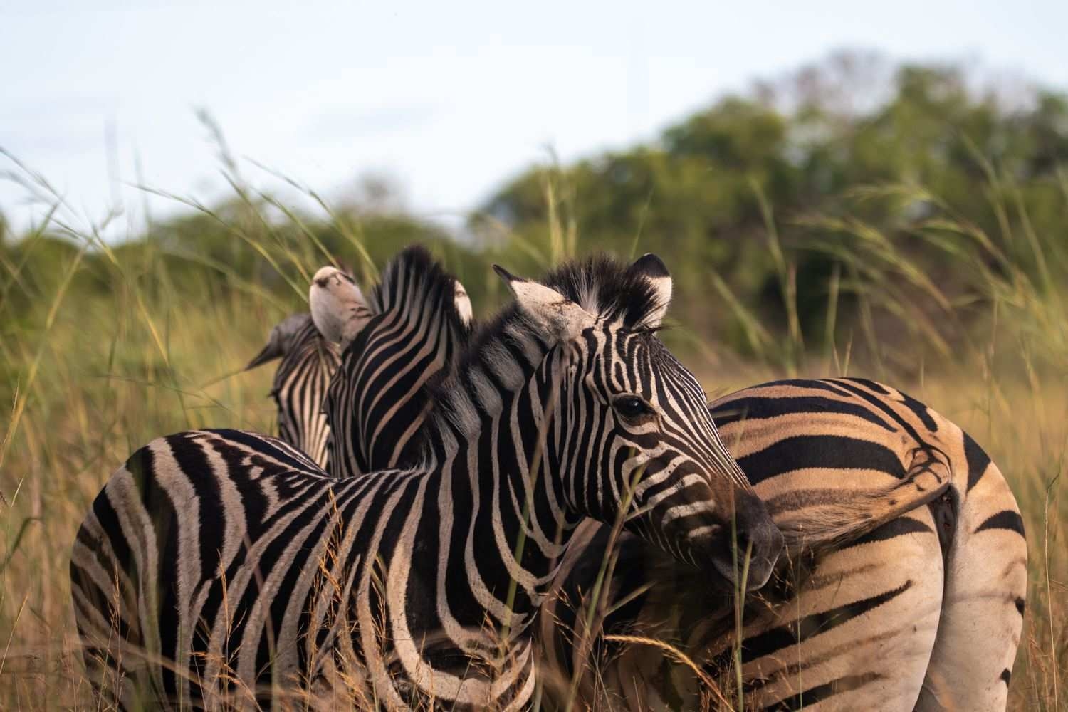Three zebras standing close together in tall savanna grass in the Okavango Delta, Botswana.