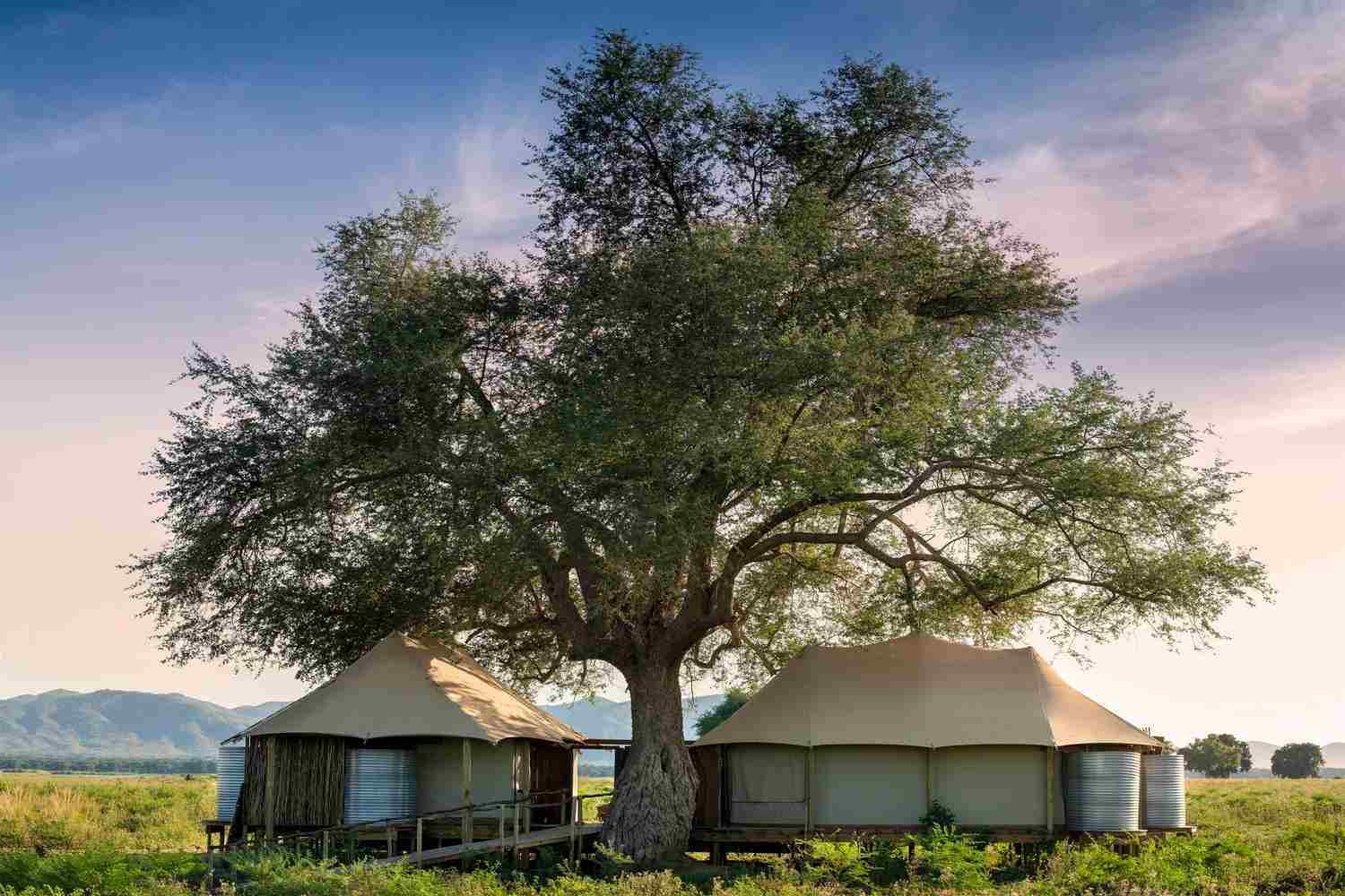 A tall tree with spreading branches stands between two safari tents, surrounded by greenery and with mountain views behind